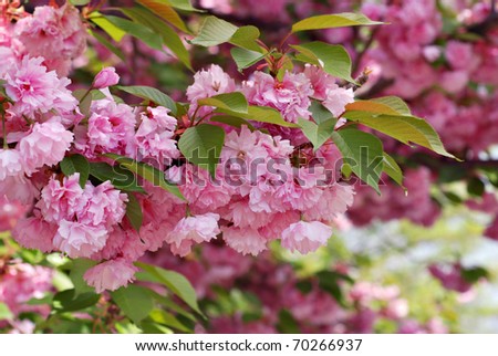kwanzan flowering cherry tree pictures. kwanzan cherry tree in