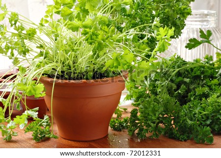 Herb gardening still life of parsley plants by sunlit kitchen window.  Closeup with shallow dof.