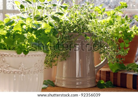 Kitchen herb garden with lemon balm, sage, parsley and thyme potted in decorative canisters and mugs with bright natural backlighting and sunlit raindrops on window pane.  Closeup with shallow dof.