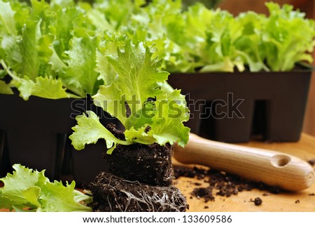 Gardening still life of iceberg head lettuce plants in starter pots with detail of roots in foreground.  Closeup with shallow dof.