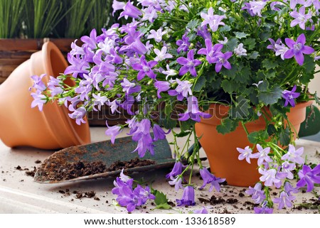 Gardening still life of tiny \'campanula get mee\' (or bellflowers) in clay starter pots with spade of potting soil.  Closeup with shallow dof.