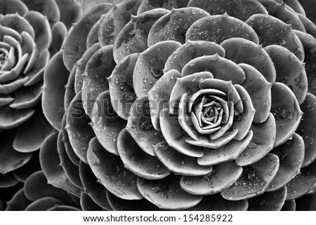 Nature background of succulent echeveria rosettes with raindrops in black and white. Plant commonly known as \