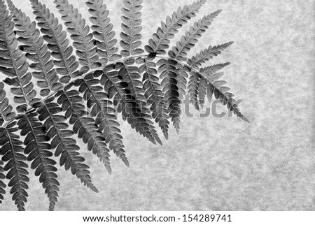 Black and white macro of real fern leaf on parchment paper. Back lighting shows texture and details.