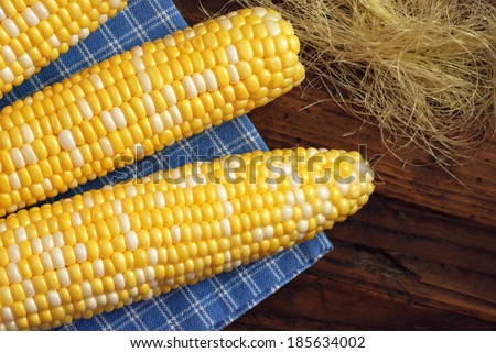 Fresh corn on the cob with silk and checkered kitchen towel on rustic dark wood background.  Still life with directional natural lighting.