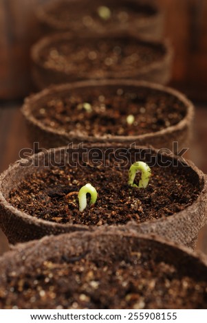 Row of biodegradable starter pots with bean seedlings in organic potting soil.  Selective focus limited to seedling with water droplet.