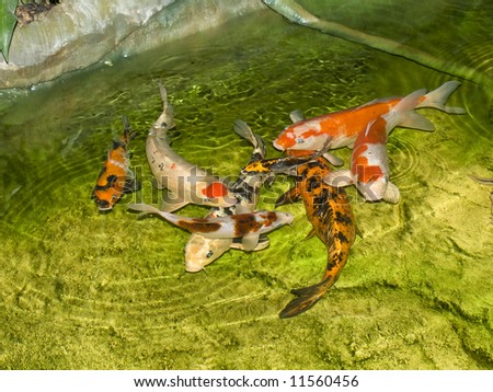 Group of carps swimming in the wild nature