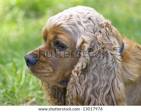 Spaniel dog head against the green grass