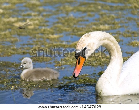 Little swan with parent swimming at the water with ooze