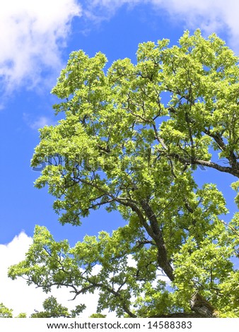 Old oak brunches against the blue sky