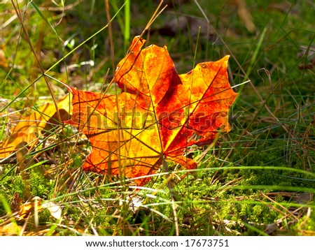Autumn red maple leaf at the green grass