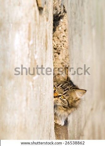 outdoor cat look out from the hole in sunny day
