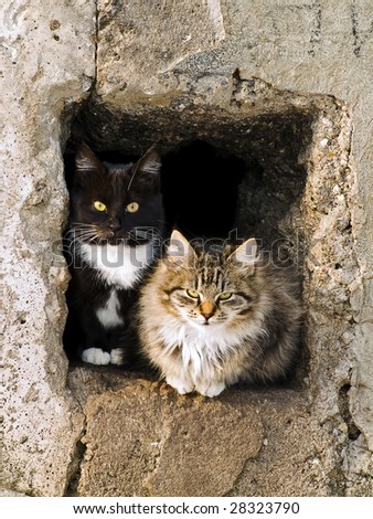 outdoor cats look out from the hole in sunny day