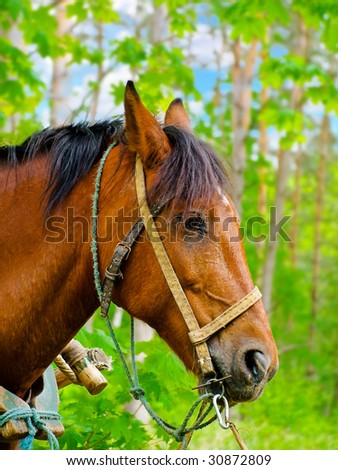 Photo of the horse in the green forest