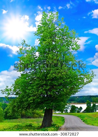 Photo of the landscape with tree and blue shiny sky