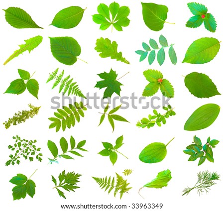 set of different green leaves over the white background