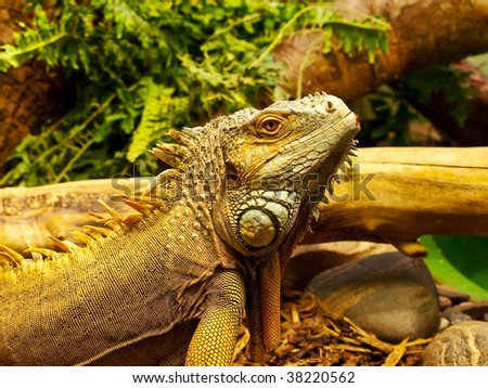 Photo ot the iguana in terrarium with plants