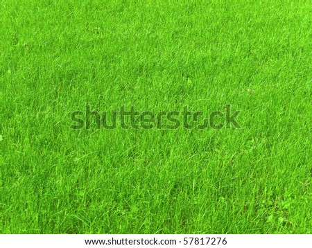 cool background of fresh spring green grass