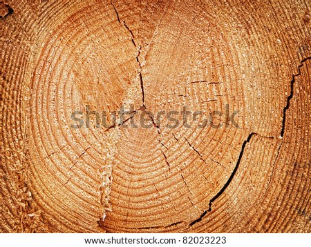 Cut off log with the growth rings
