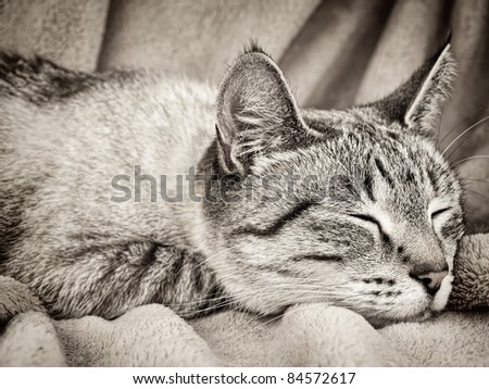 Sleeping cat over the beige
