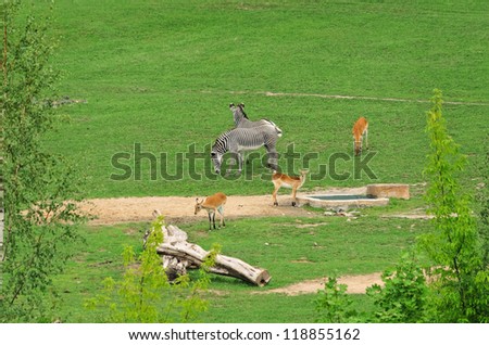Group Of Hoofed Mammals On The Nature