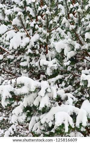 Winter Fir Branches Covered With Deep Snow