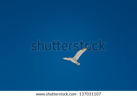 Minimalistic image: lone seagull soaring at the sky