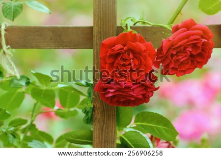Three Red Roses On The Fence In Roses Garden
