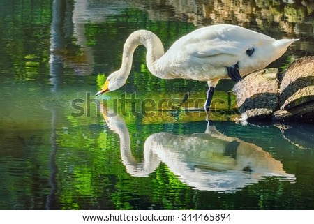 White Swan Drinks Water from the Pond
