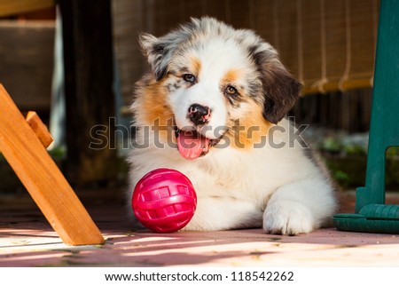 Young puppy with its ball lying on the ground in the garden