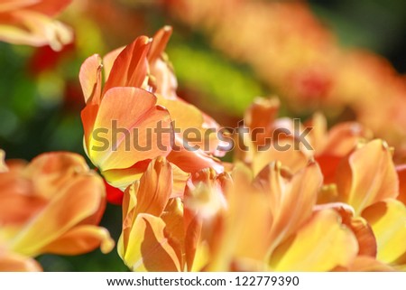 Orange colored tulips growed in groups, shot during hot sunny day, selective focus