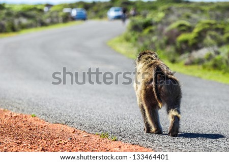 Wild monkey walking on road in the cape town national park