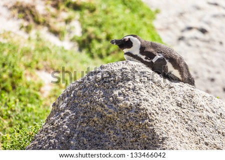 Penguin in the wild green and yellow colored grass