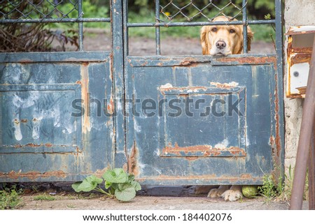Sad lonely golden retriever pet dog being locked out behind the bars in the garden