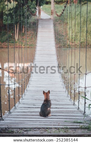 Dog sits on the bridge , feel lonely with vintage filter effect