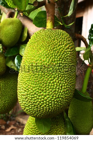 young jack fruits on tree