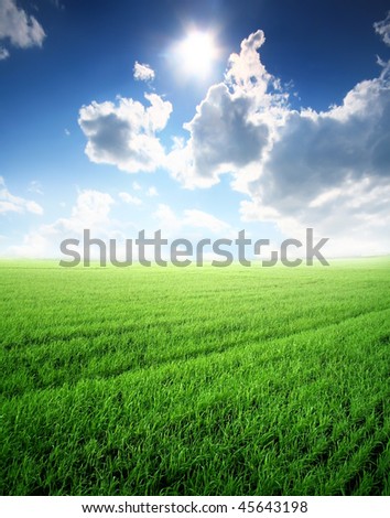 beautiful summer landscape with sunlight and green lawn
