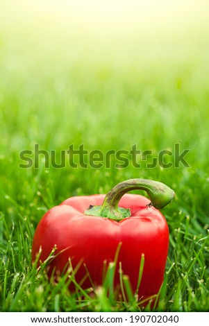 fresh sweet peppers laying on green grass