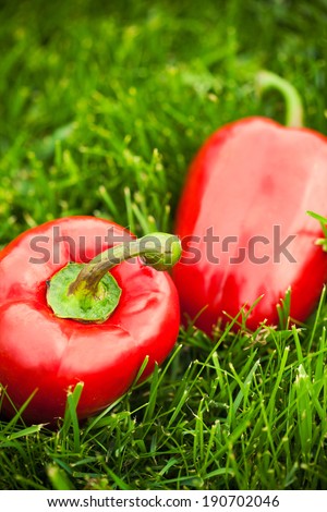 fresh sweet peppers laying on green grass