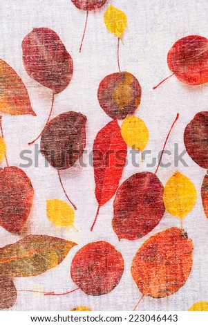 collection beautiful colorful autumn leaves on white background