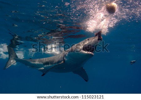 A great white shark cuts and turn and heads for the bait at a popular shark diving destination, Guadeloupe Island, Mexico.
