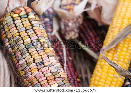 Wild Corn on the cob in a basket. Fresh cob of corn at a farmers market. Wild and colorful. Basket full of other corn varieties. Shallow depth of field.
