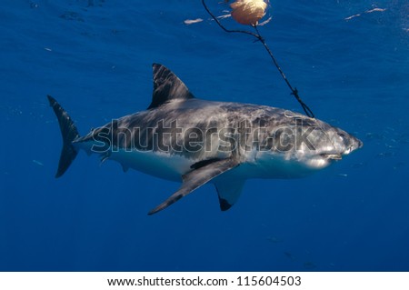 I great white shark, and endangered animal attacks a bait hanging form a bouy at a popular dive tourism destination at Guadeloupe island Mexico.