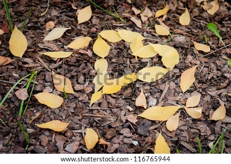 Fall love. Heart shape made from fall leaves on the ground
