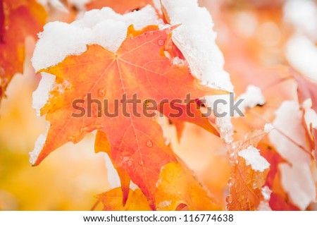 Leaves with snow on the representing a change of season from fall to winter.