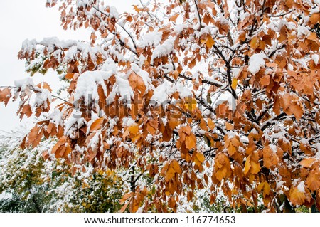Leaves with snow on the representing a change of season from fall to winter.