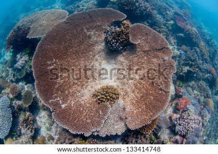 Large plate coral taken from above with fish-eye lens showing a vast healthy coral sea scape