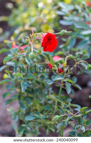 Beautiful red rose morning in the garden