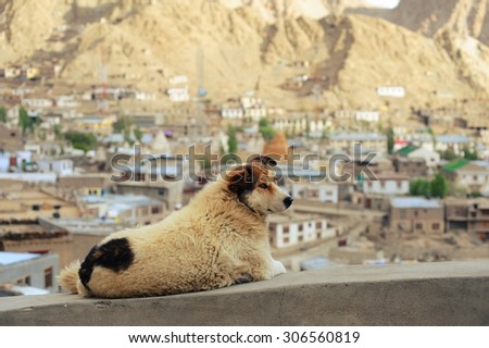 The furry dog on the Leh palace wall. The best view point of Leh in Himalaya mountains,, state of Jammu and kashmir, India