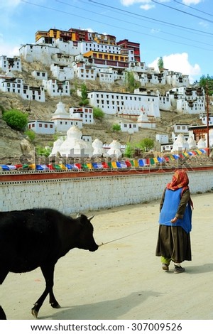 LEH, INDIA, JUNE13, 2012 : The unidentified Indian woman and her cow are walking pass Thiksey gompa. The old temple in himalayan mountain, state of Jammu and kashmir, India