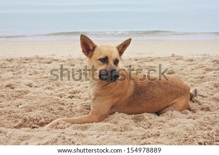 A brown Dog lying on the beach